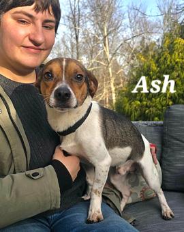 Enlarge Ash, a ADOPTABLE mixed breed in Canterbury, CT image 3/6