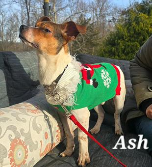 Enlarge Ash, a ADOPTABLE mixed breed in Canterbury, CT image 4/6
