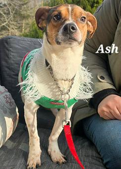 Enlarge Ash, a ADOPTABLE mixed breed in Canterbury, CT image 5/6
