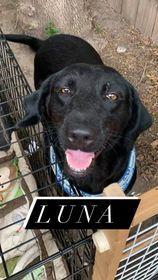 Luna 2 (TX), a Adoptable mixed breed in Brewster , NY image 1/6