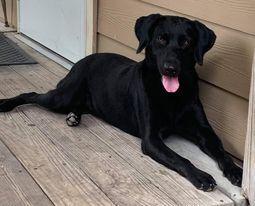 Luna 2 (TX), a Adoptable mixed breed in Brewster , NY image 2/6