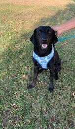 Luna 2 (TX), a Adoptable mixed breed in Brewster , NY image 3/6