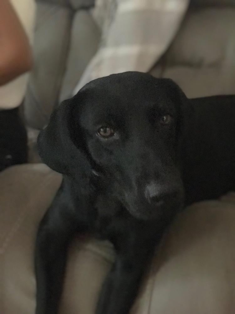 Luna 2 (TX), a Adoptable mixed breed in Brewster , NY image 4/6