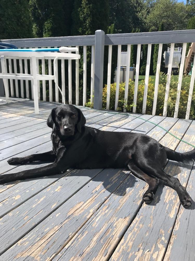 Luna 2 (TX), a Adoptable mixed breed in Brewster , NY image 5/6