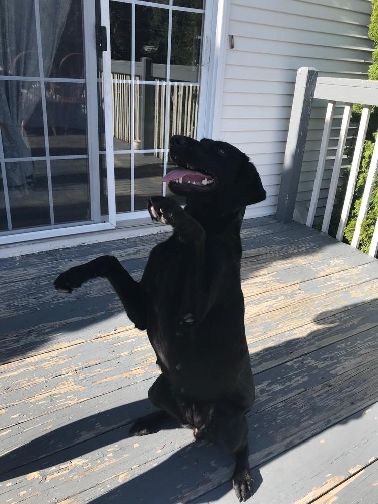 Luna 2 (TX), a Adoptable mixed breed in Brewster , NY image 6/6