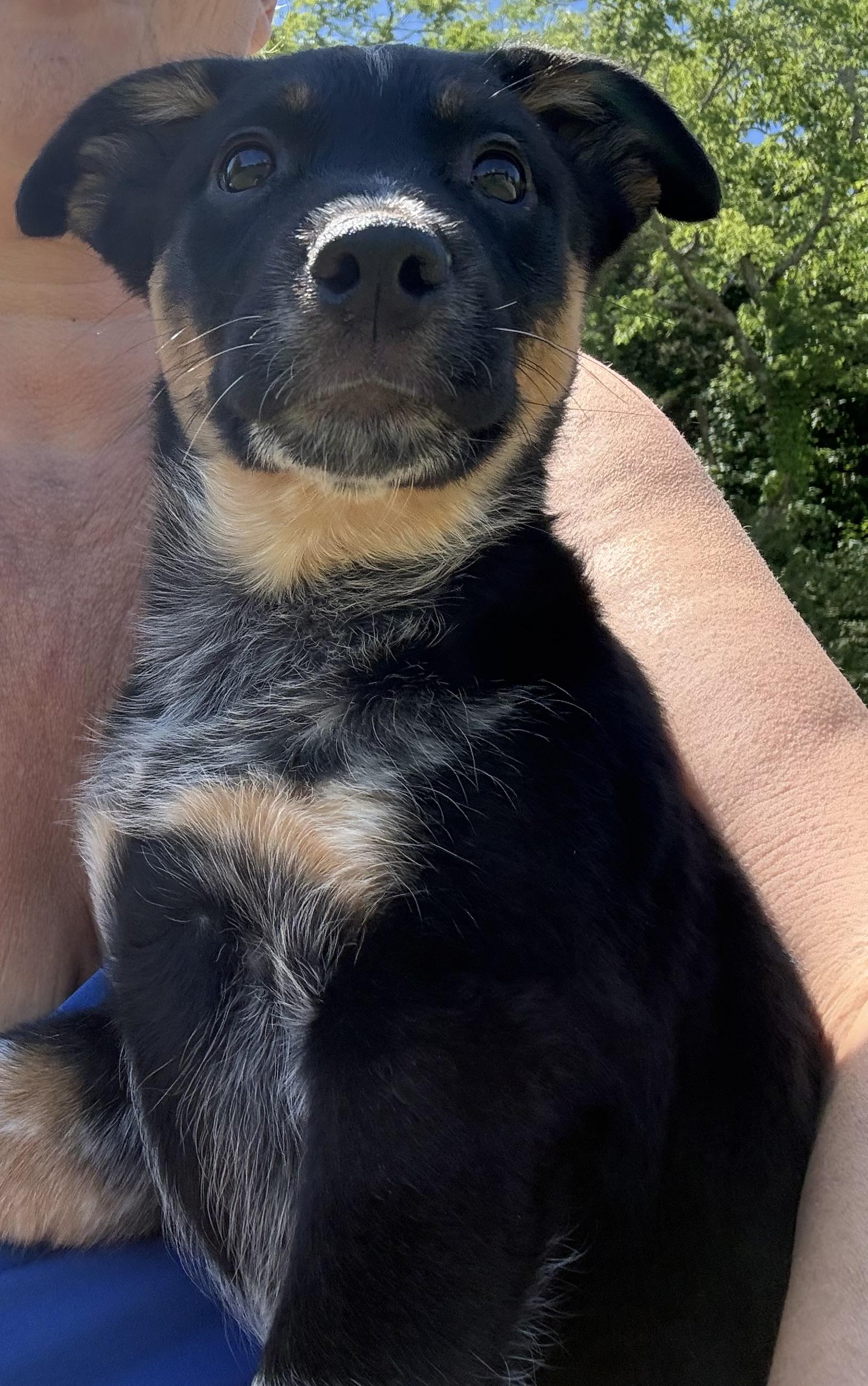 Enlarge Zaza, a ADOPTABLE Australian Cattle Dog / Blue Heeler in Eagleville, TN image 1/2