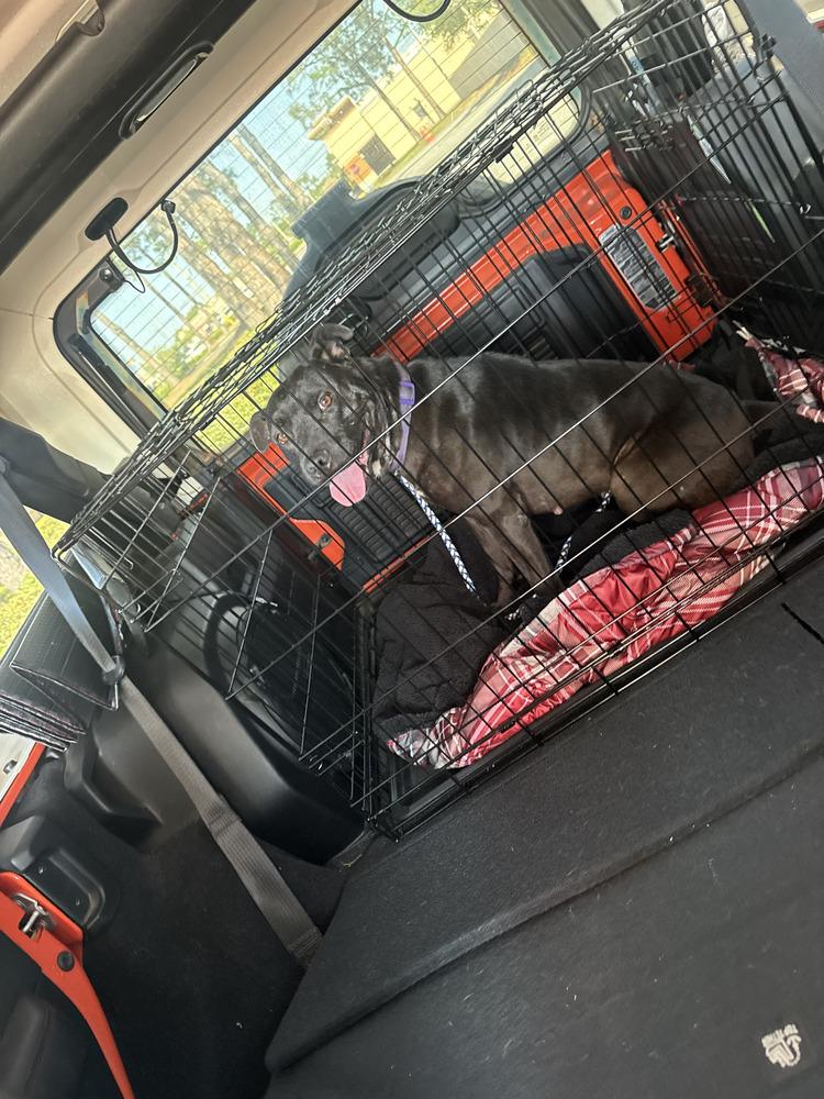 Maddie, Adoptable, Adult Female American Bulldog & Labrador Retriever.