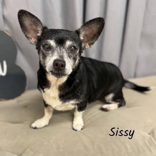 Sissy, ADOPTABLE, Senior Female Chihuahua & Miniature Dachshund.