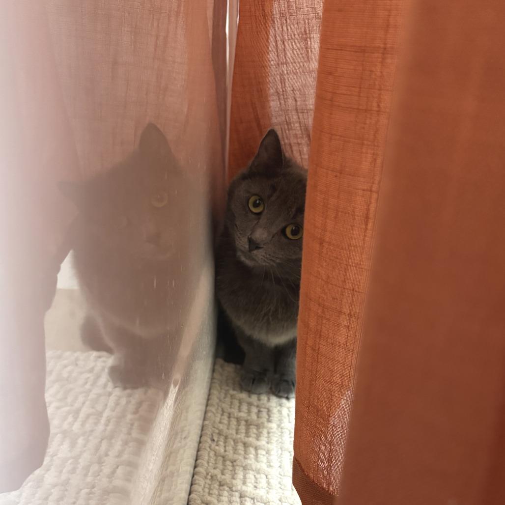 Ricochet, a Adoptable Domestic Short Hair in Fargo, ND image 1/6