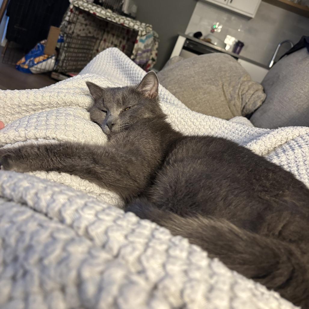Ricochet, a Adoptable Domestic Short Hair in Fargo, ND image 2/6