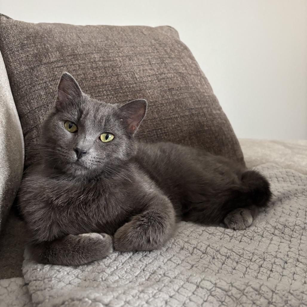 Ricochet, a Adoptable Domestic Short Hair in Fargo, ND image 3/6