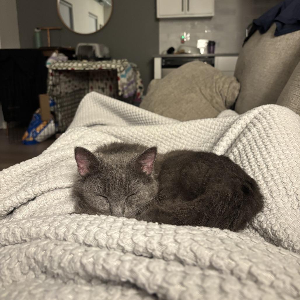 Ricochet, a Adoptable Domestic Short Hair in Fargo, ND image 4/6