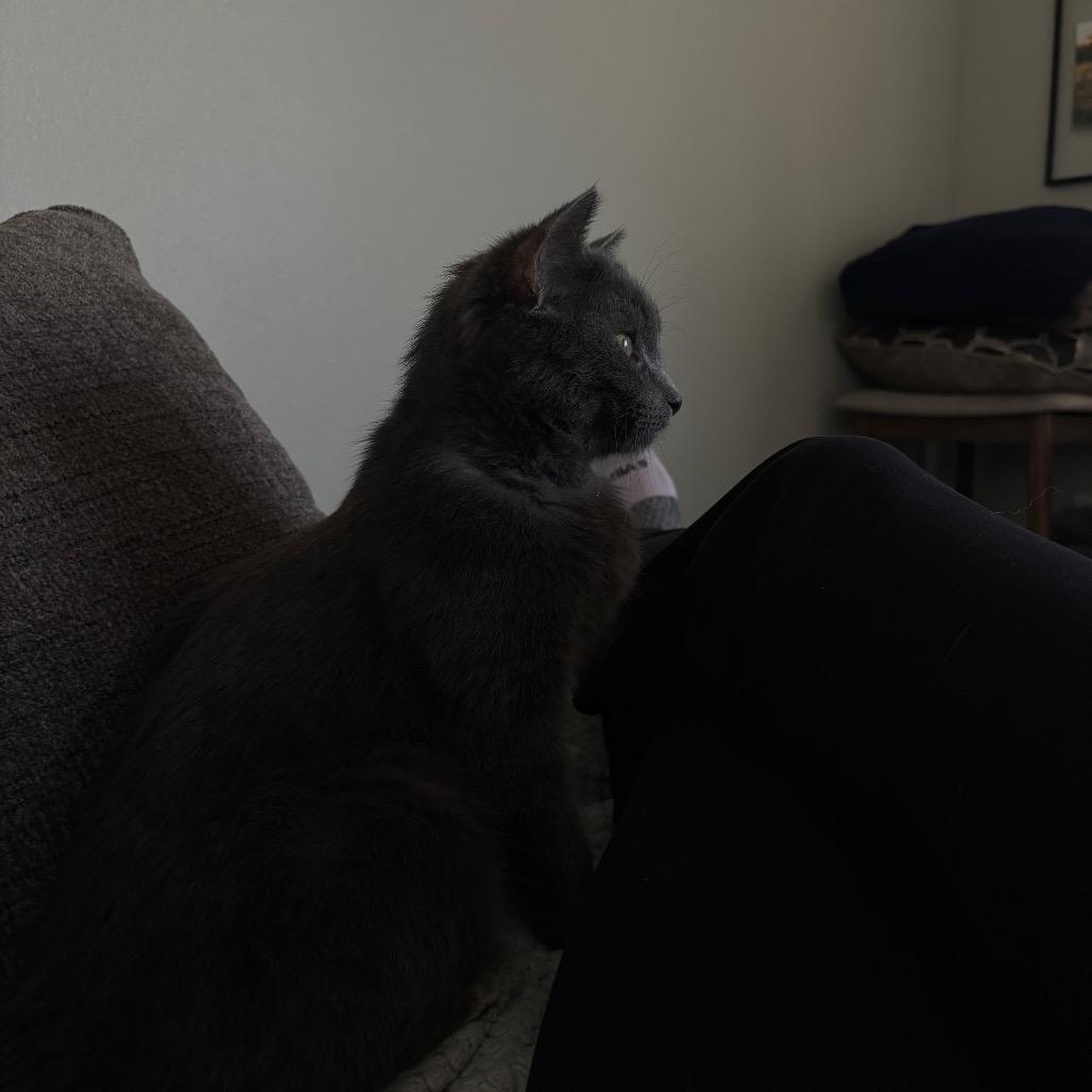 Ricochet, a Adoptable Domestic Short Hair in Fargo, ND image 5/6