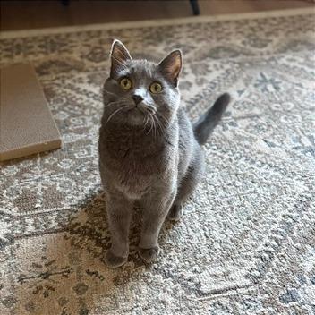Enlarge Ricochet--In Foster, a Adoptable Domestic Short Hair in Fargo, ND image 5/6