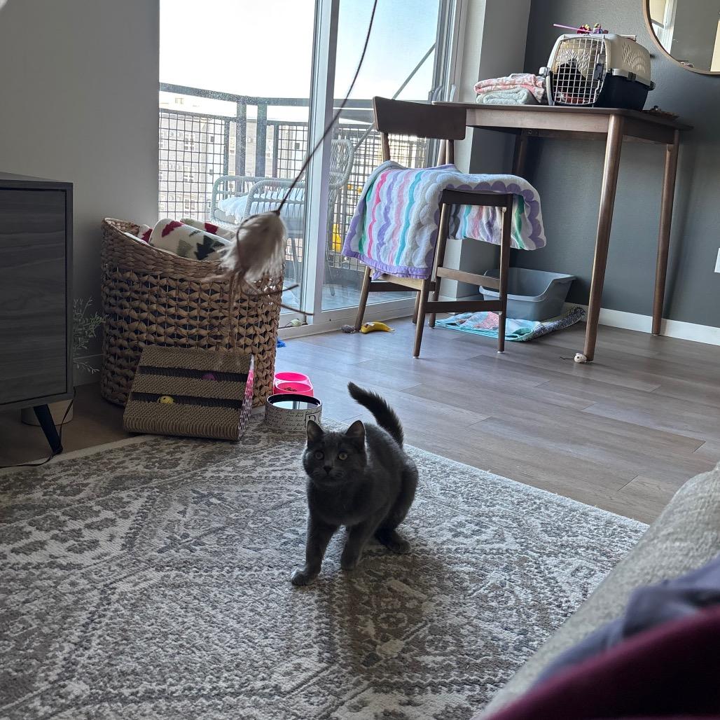 Ricochet, a Adoptable Domestic Short Hair in Fargo, ND image 6/6