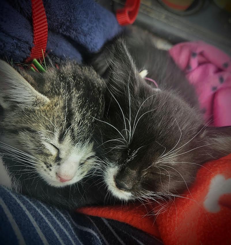 Enlarge Tubby Tabby Two Tones with Chrome (Tubbs), an adopted Domestic Short Hair in Mt Pleasant, SC image 6/6