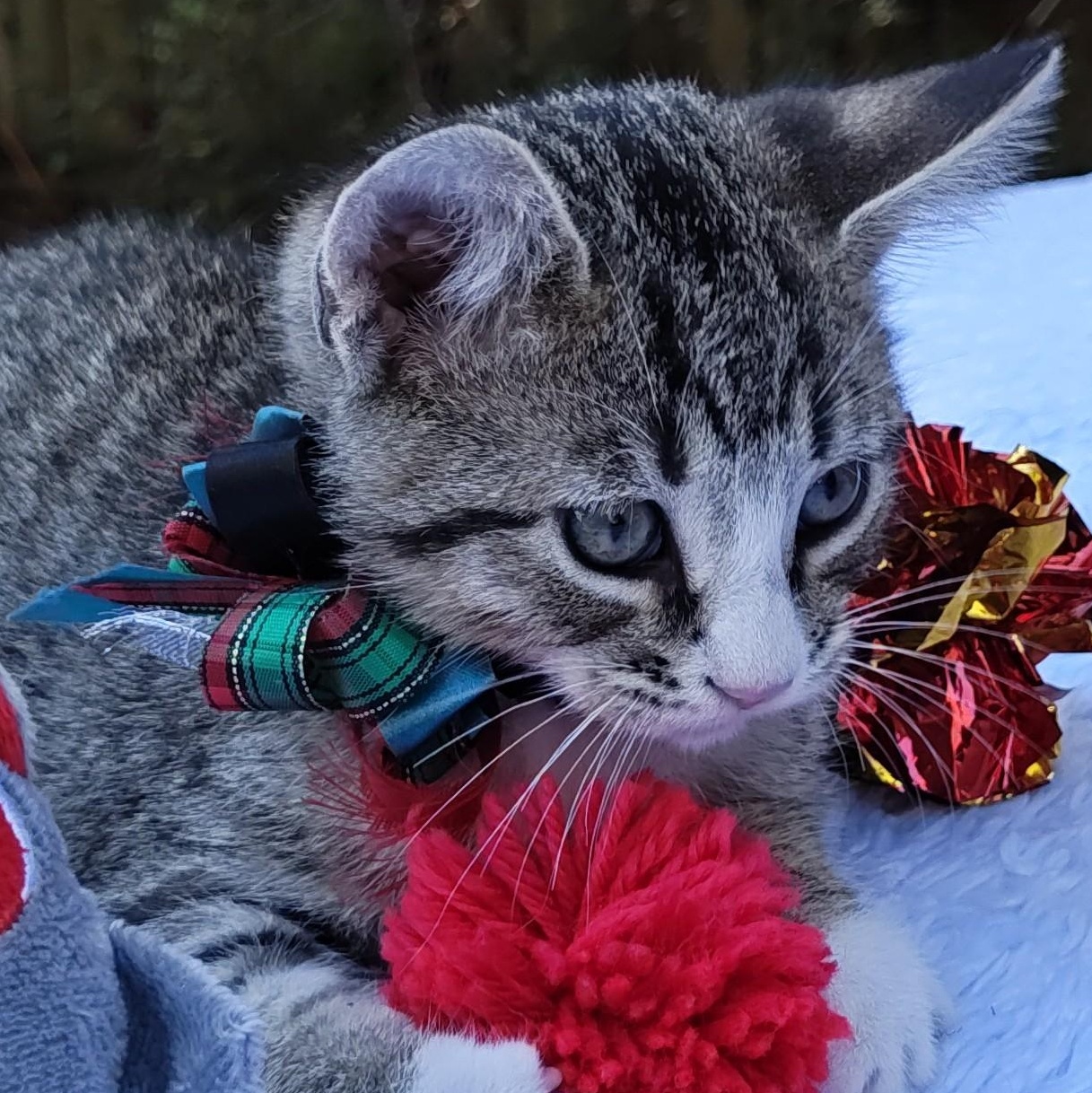 Enlarge Tubby Tabby Two Tones with Chrome (Tubbs), an adopted Domestic Short Hair in Mt Pleasant, SC image 2/6