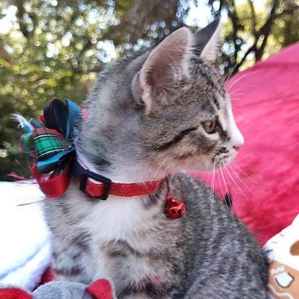 Enlarge Tubby Tabby Two Tones with Chrome (Tubbs), an adopted Domestic Short Hair in Mt Pleasant, SC image 4/6