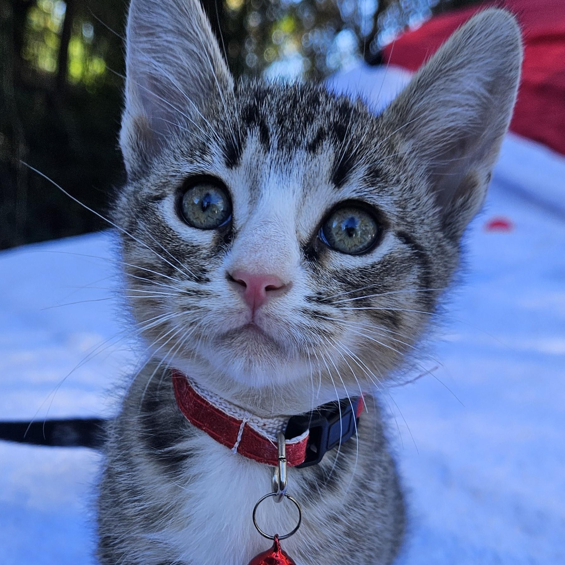 Tubby Tabby Two Tones with Chrome (Tubbs), adopted, Kitten Male Domestic Short Hair.