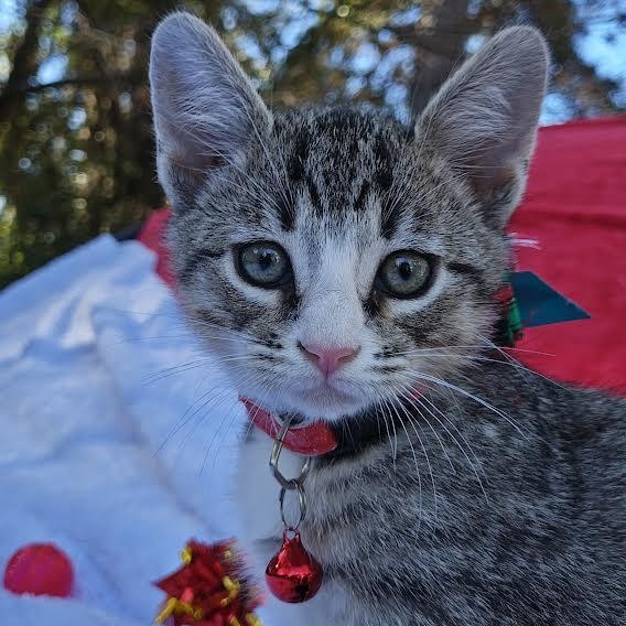 Enlarge Tubby Tabby Two Tones with Chrome (Tubbs), an adopted Domestic Short Hair in Mt Pleasant, SC image 3/6