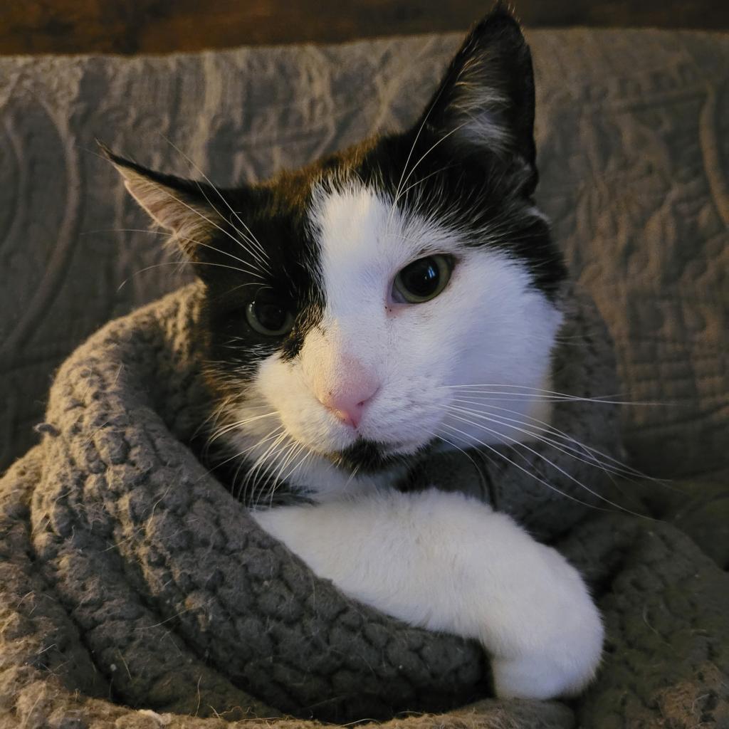 Bob, Adoptable, Senior Male Domestic Short Hair.