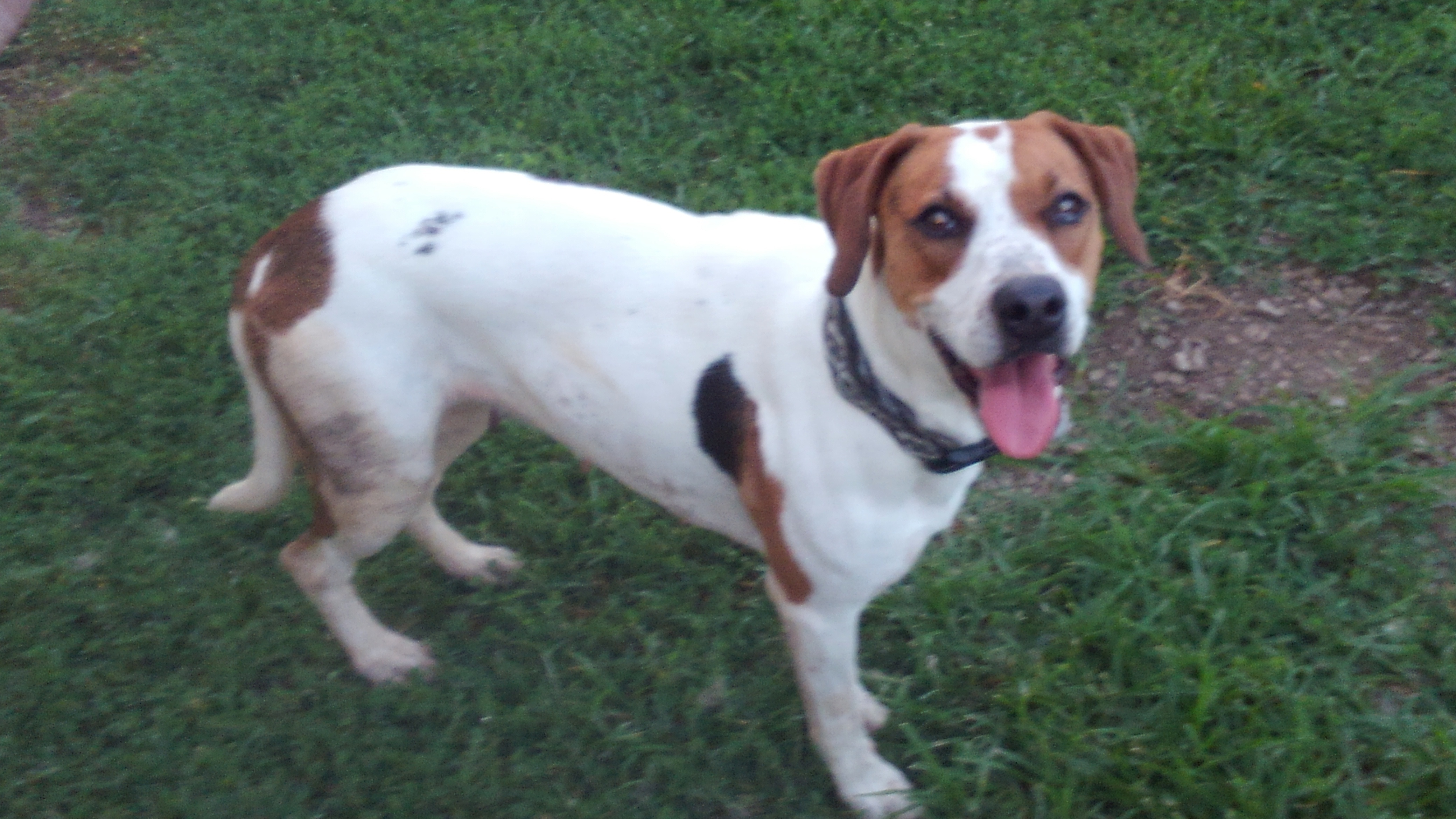 Kia, an adoptable Beagle Mix in Falls City, NE_image-1