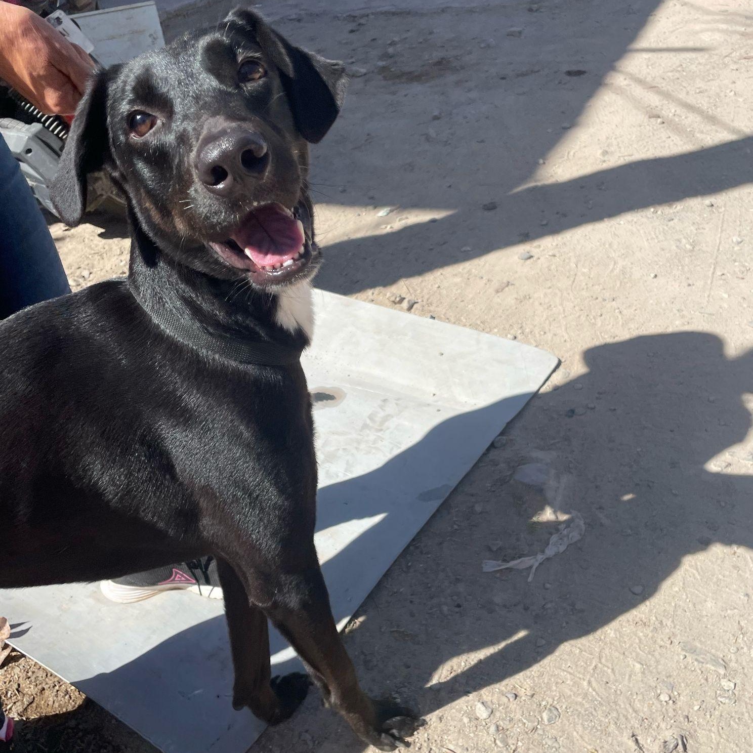 Panther, a Adoptable mixed breed in North Vancouver, BC image 5/5