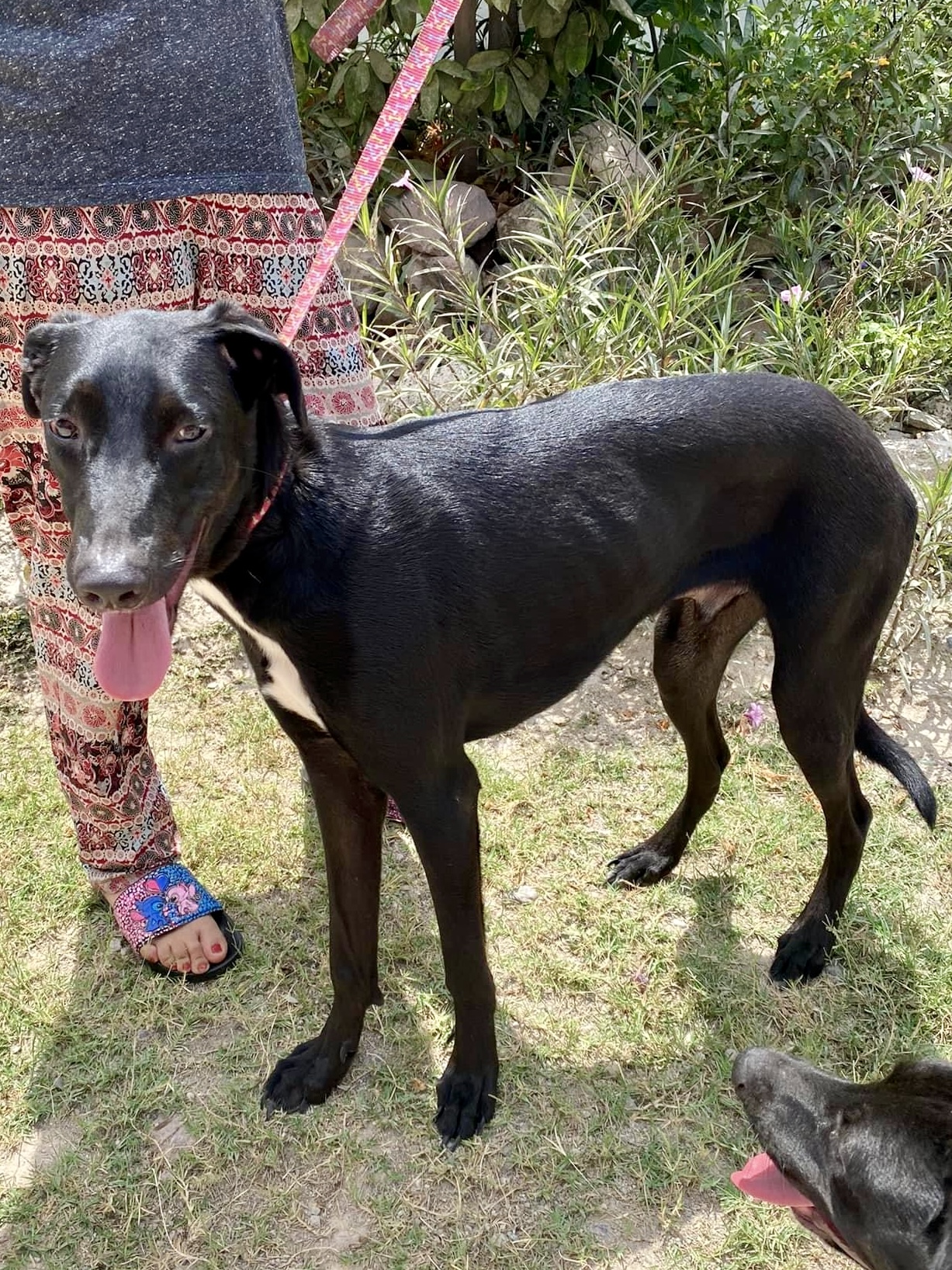 Panther, a Adoptable mixed breed in North Vancouver, BC image 3/5