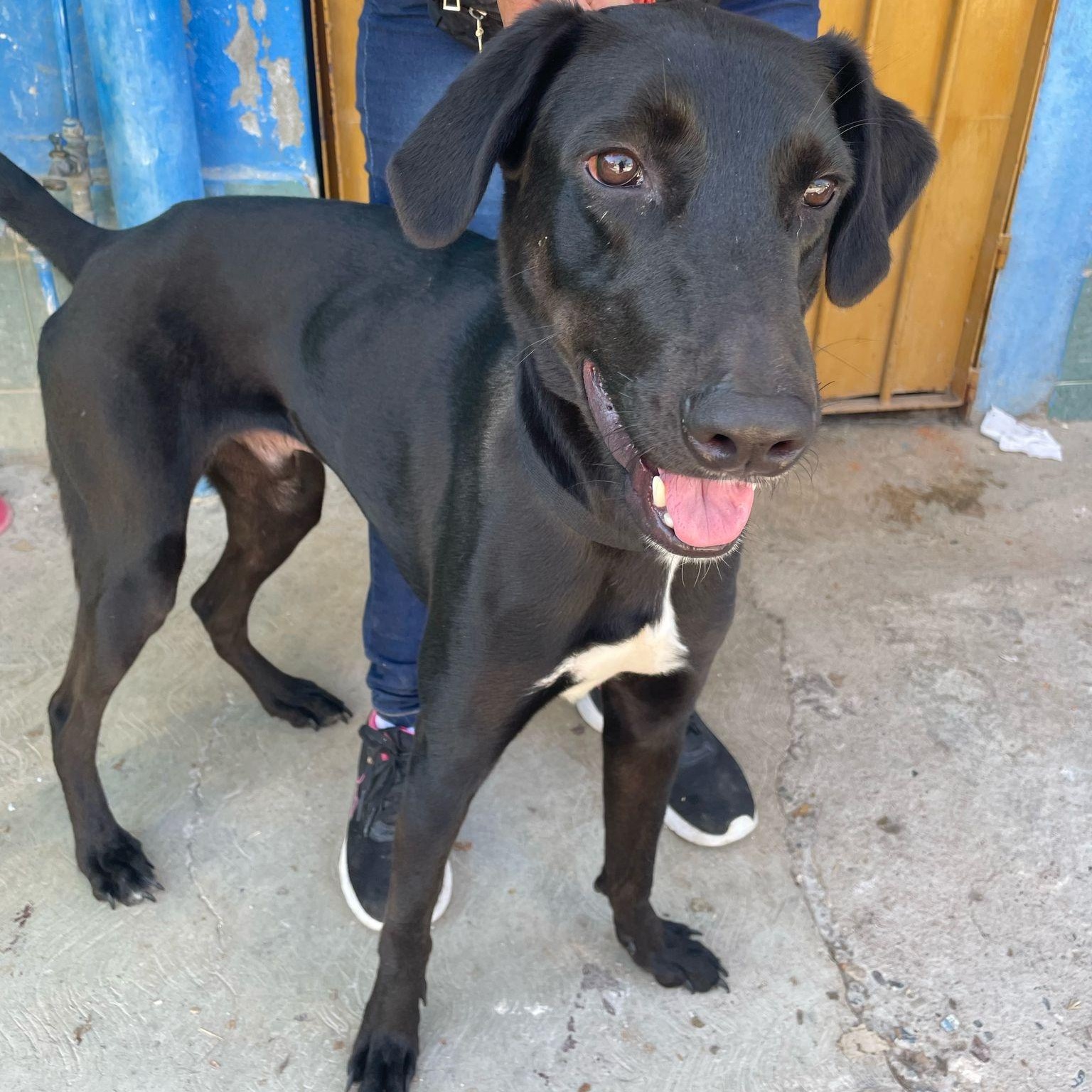 Panther, a Adoptable mixed breed in North Vancouver, BC image 4/5
