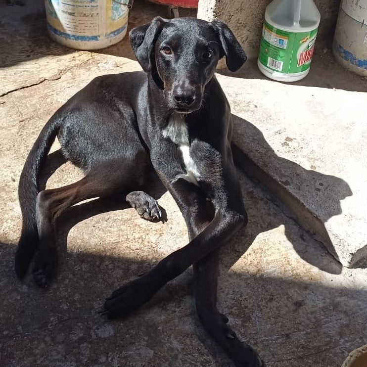 Panther, a Adoptable mixed breed in North Vancouver, BC image 1/5