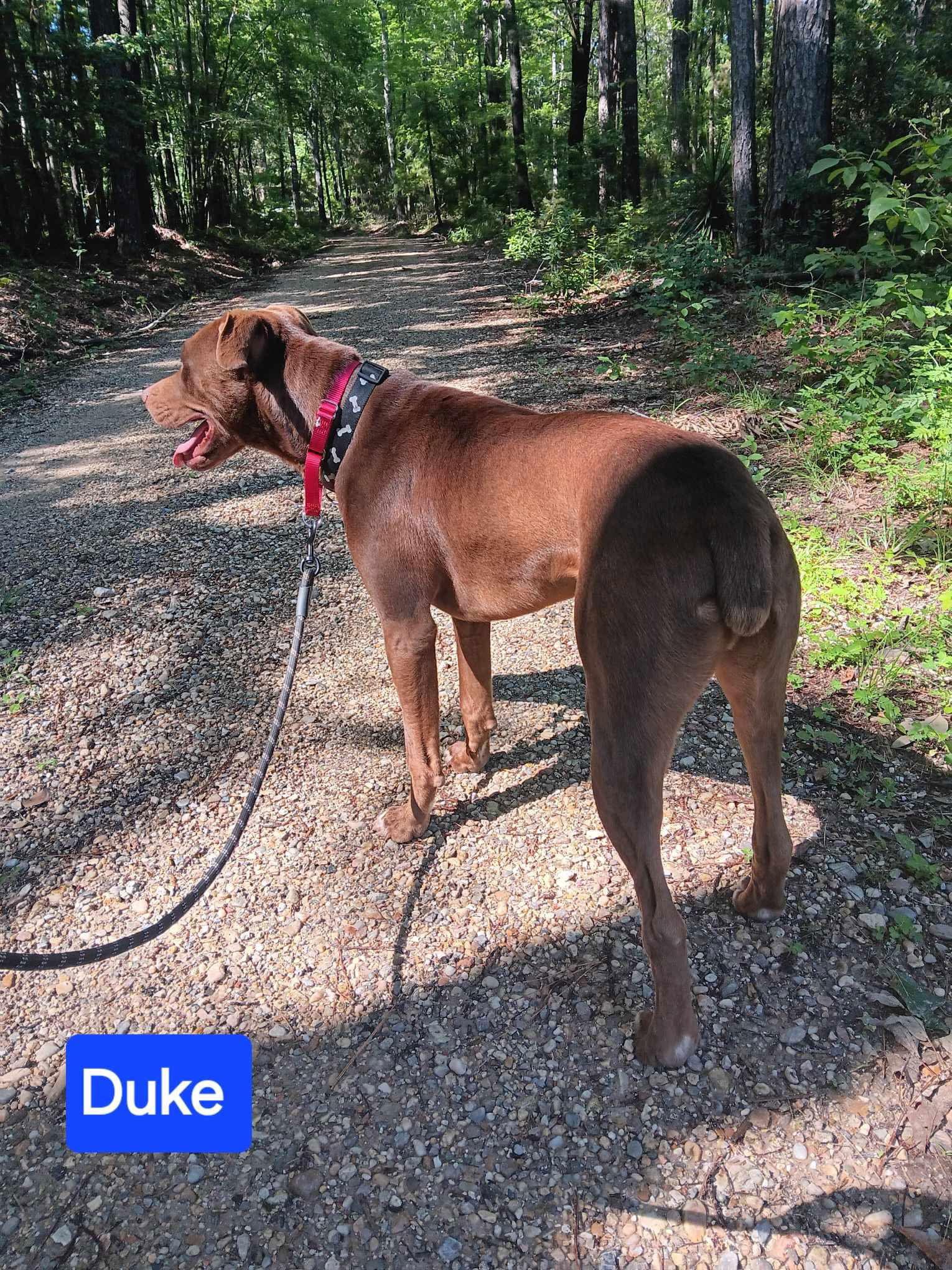 Duke Johnson, Adoptable, Adult Male Mixed Breed.