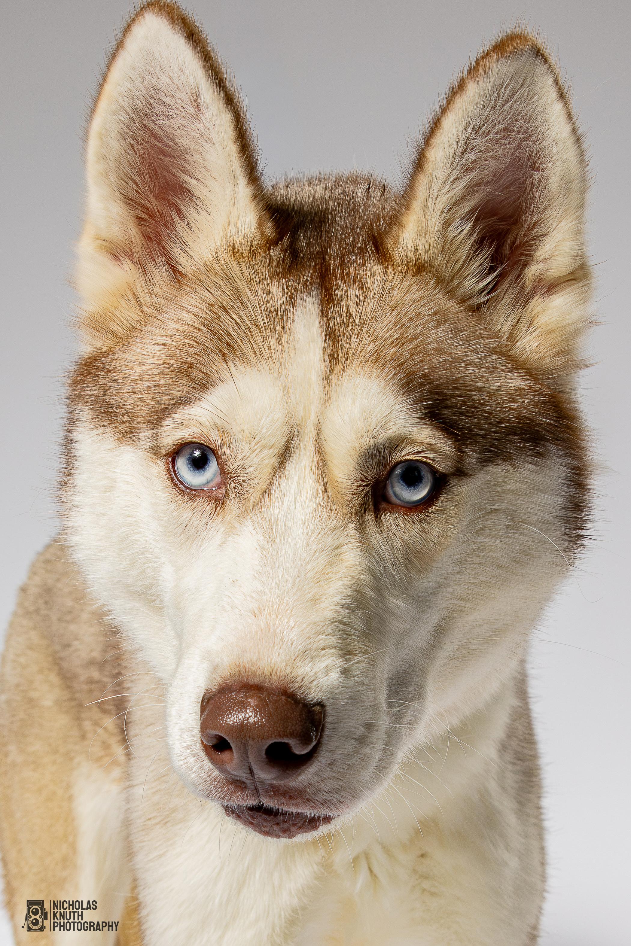 Laika, Adoptable, Adult Female Siberian Husky.