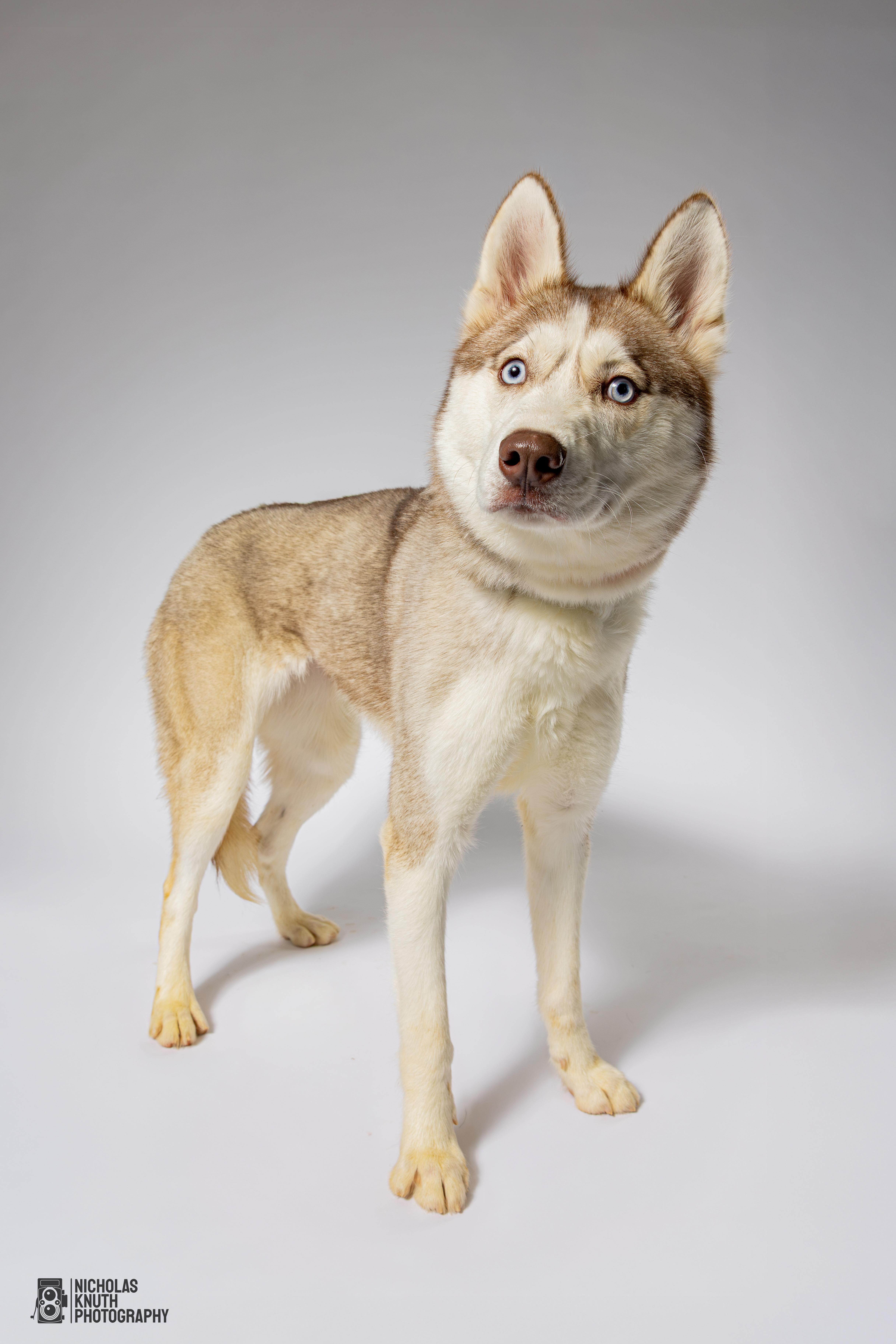 Laika, a Adoptable Siberian Husky in Palatine, IL image 2/5