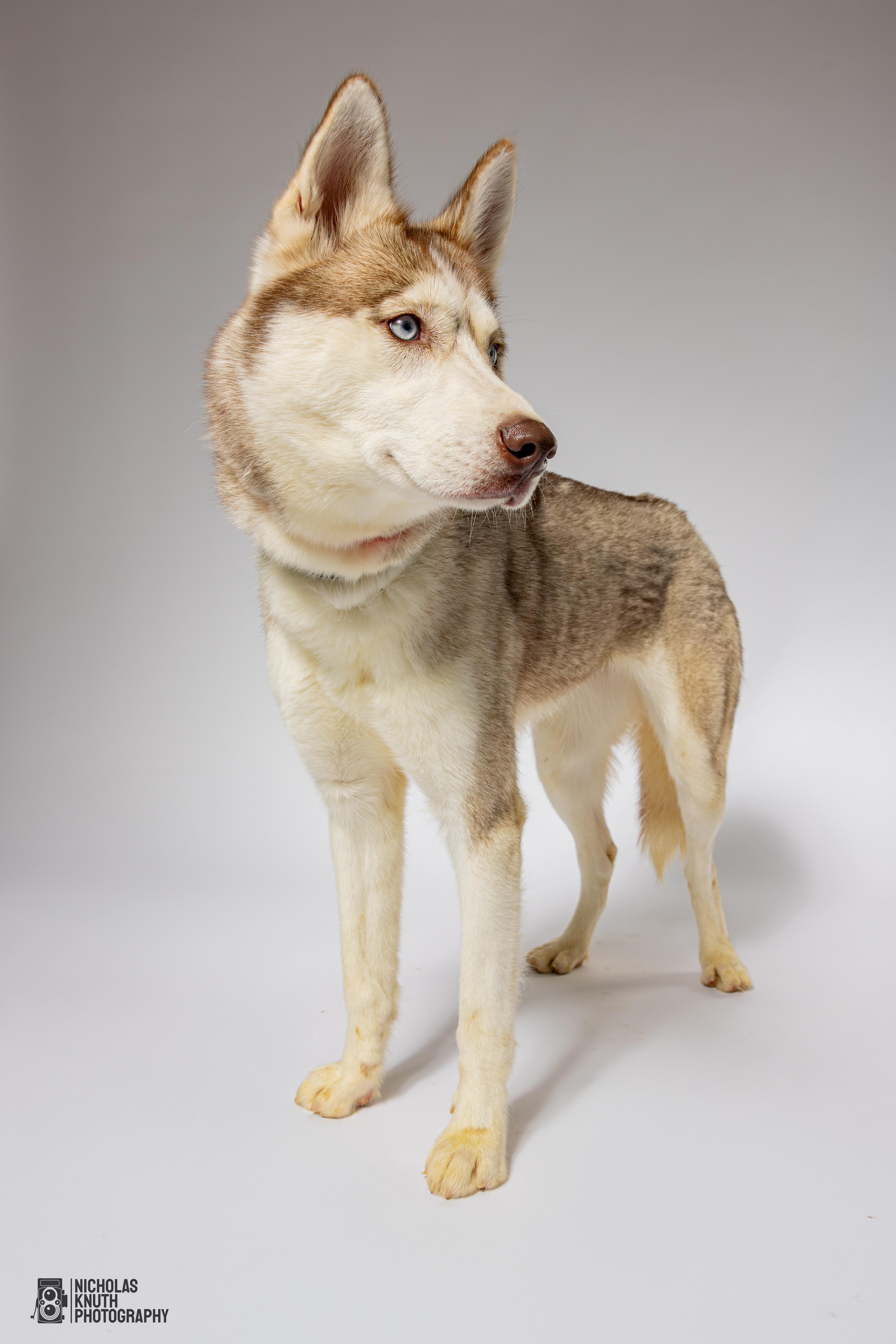 Laika, a Adoptable Siberian Husky in Palatine, IL image 5/5
