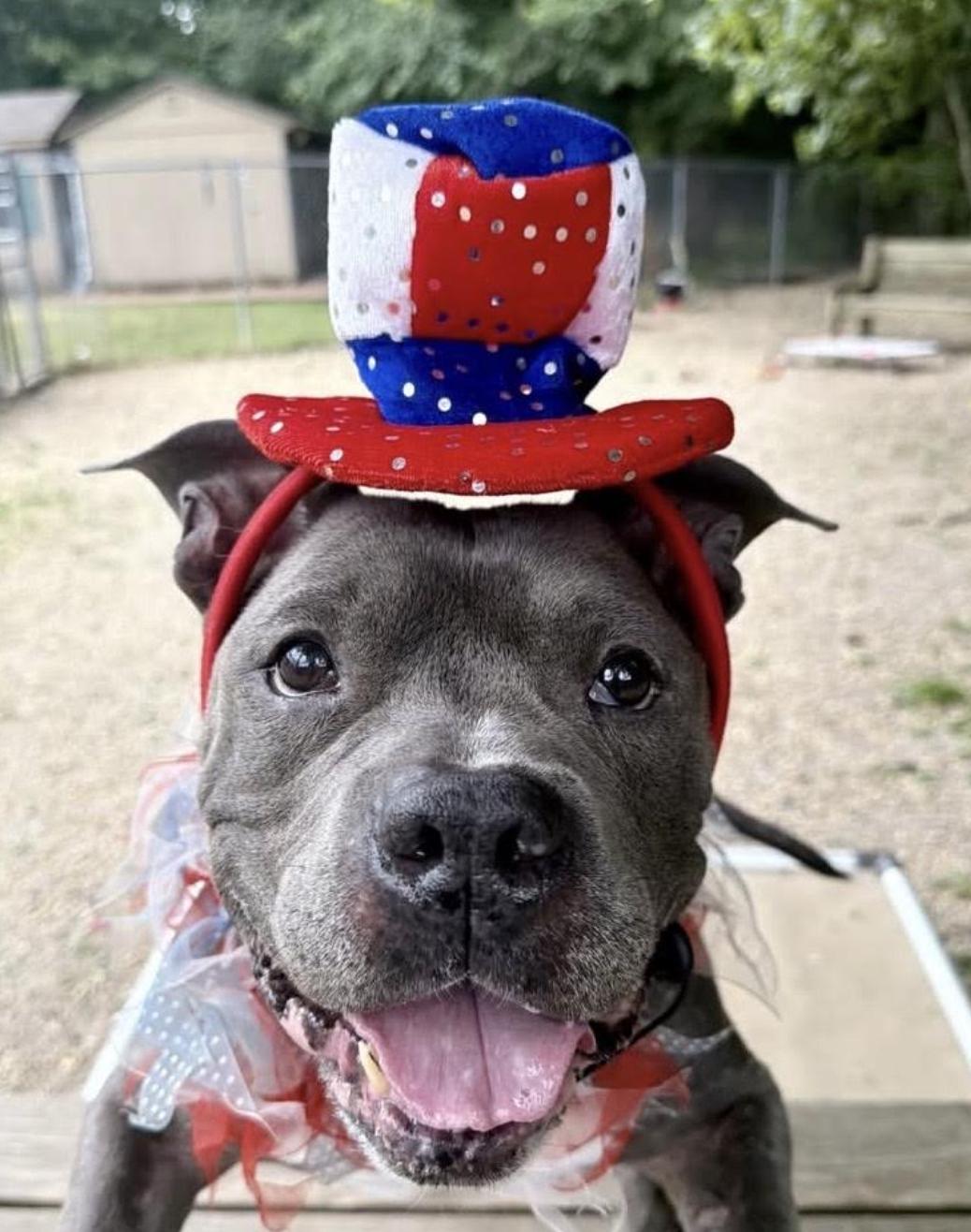 Jax, an adopted Pit Bull Terrier in Tinton Falls, NJ image 3/4