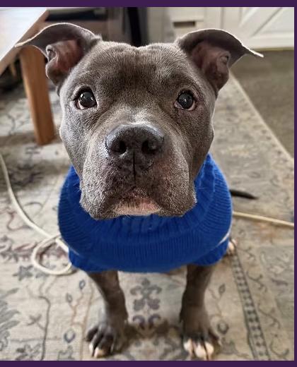 Jax, adopted, Senior Male Pit Bull Terrier.