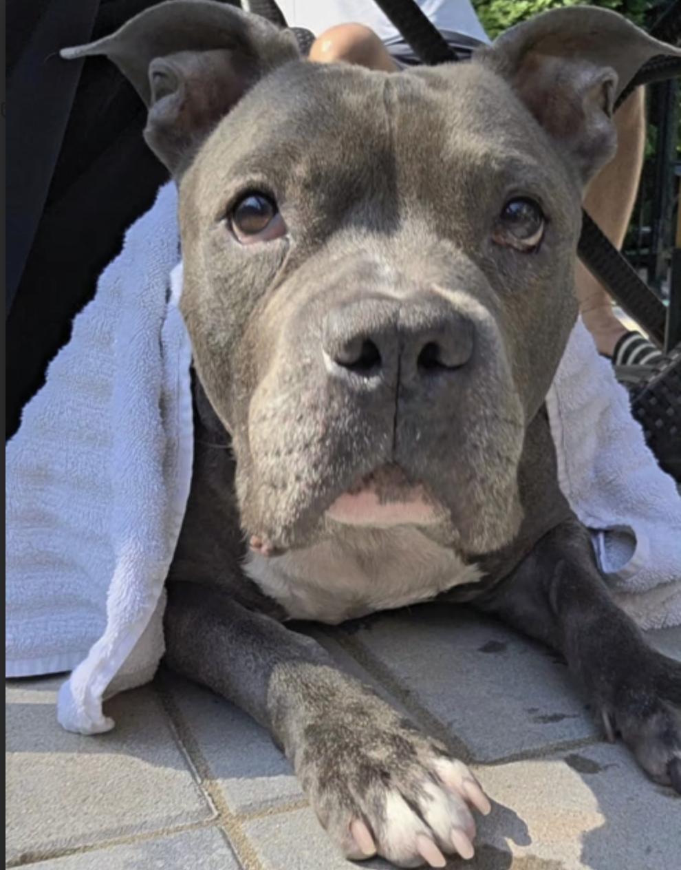 Jax, an adopted Pit Bull Terrier in Tinton Falls, NJ image 2/4