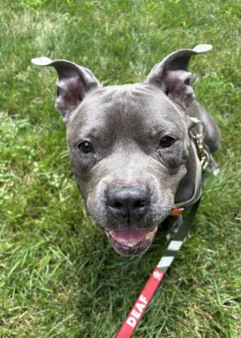 Jax, an adopted Pit Bull Terrier in Tinton Falls, NJ image 4/4