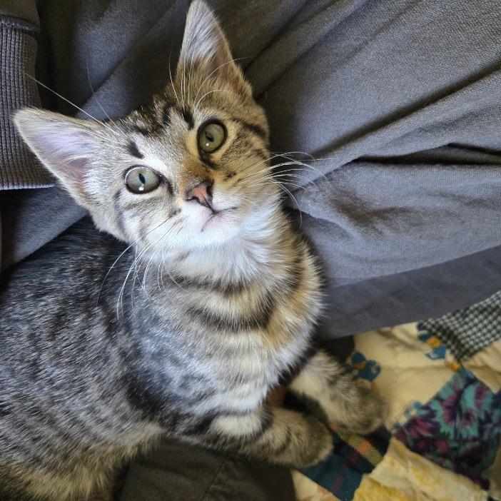 JOJO, Adoptable, Kitten Female Domestic Short Hair & Domestic Short Hair.