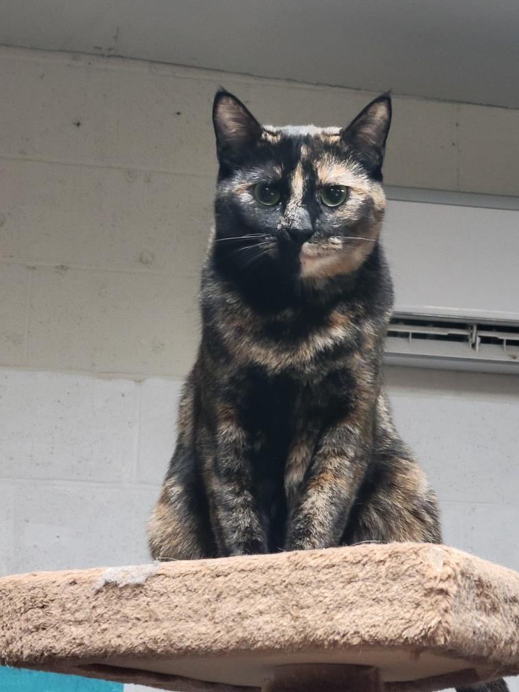 Enlarge Tortoise, a Adoptable Tortoiseshell in Palo Cedro, CA image 1/3