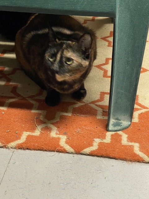 Enlarge Tortoise, a Adoptable Tortoiseshell in Palo Cedro, CA image 3/3