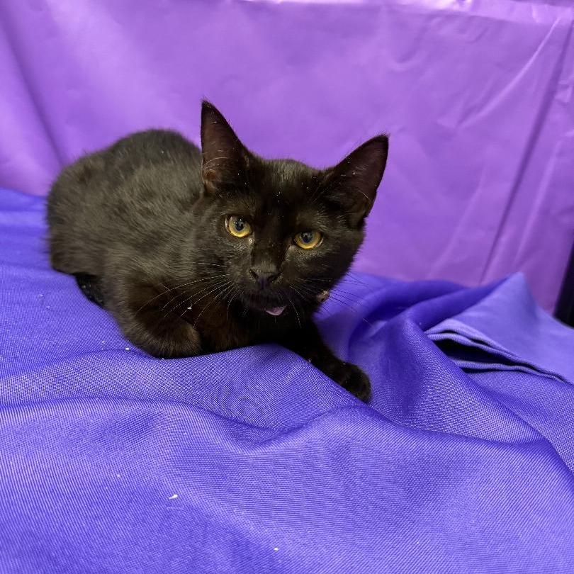 Honora, Adoptable, Kitten Female Domestic Short Hair.