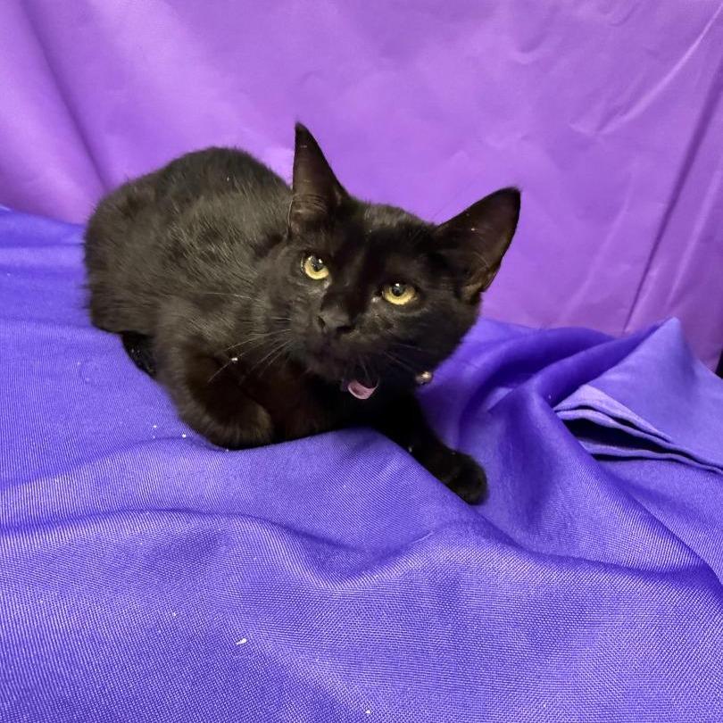 Honora, a Adoptable Domestic Short Hair in North Myrtle Beach, SC image 2/2