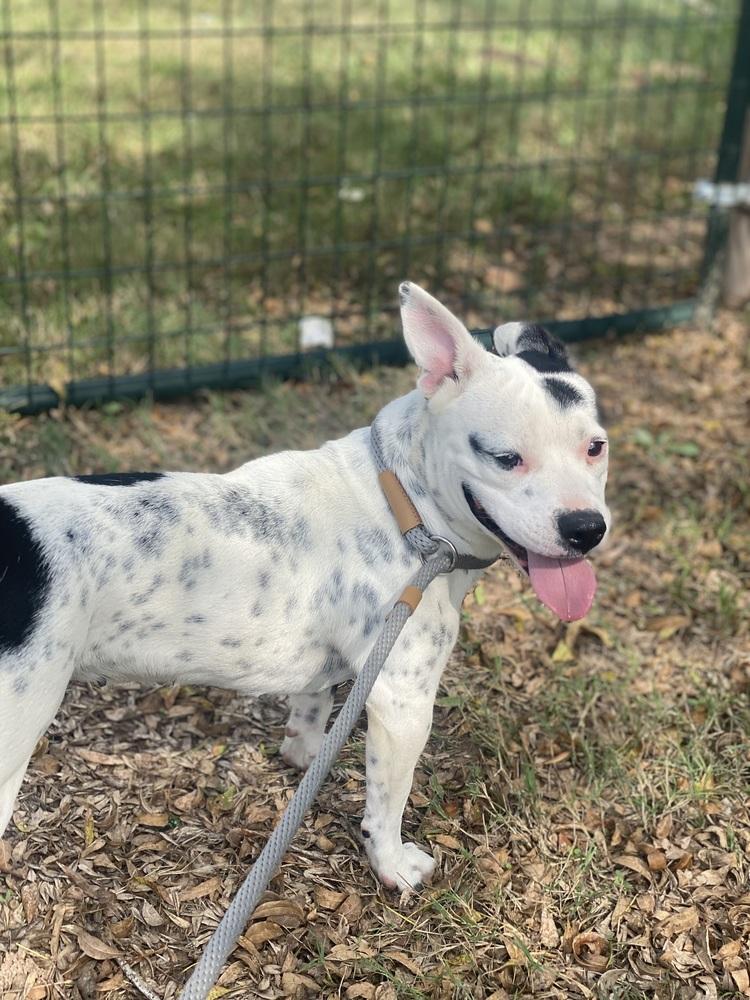 Cookie, Adopted, Adult Female Corgi.