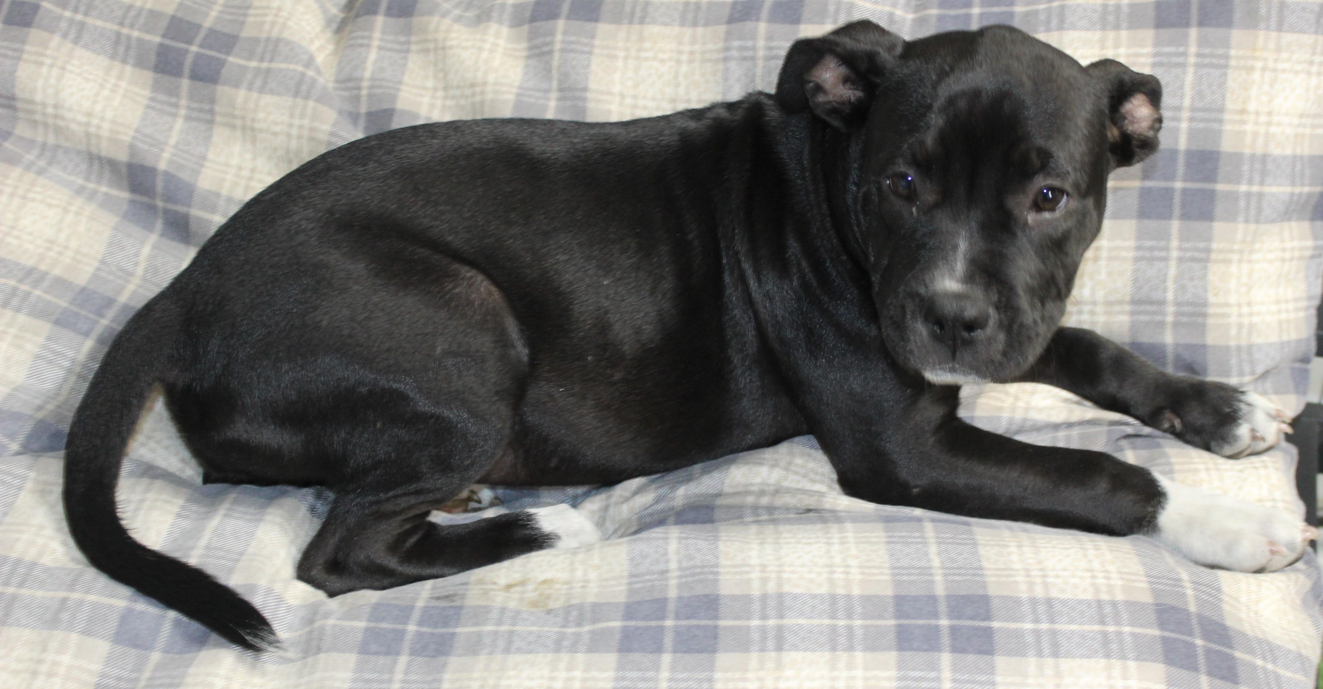 Enlarge Rasta, a Adopted Pit Bull Terrier in Huron, SD image 4/4