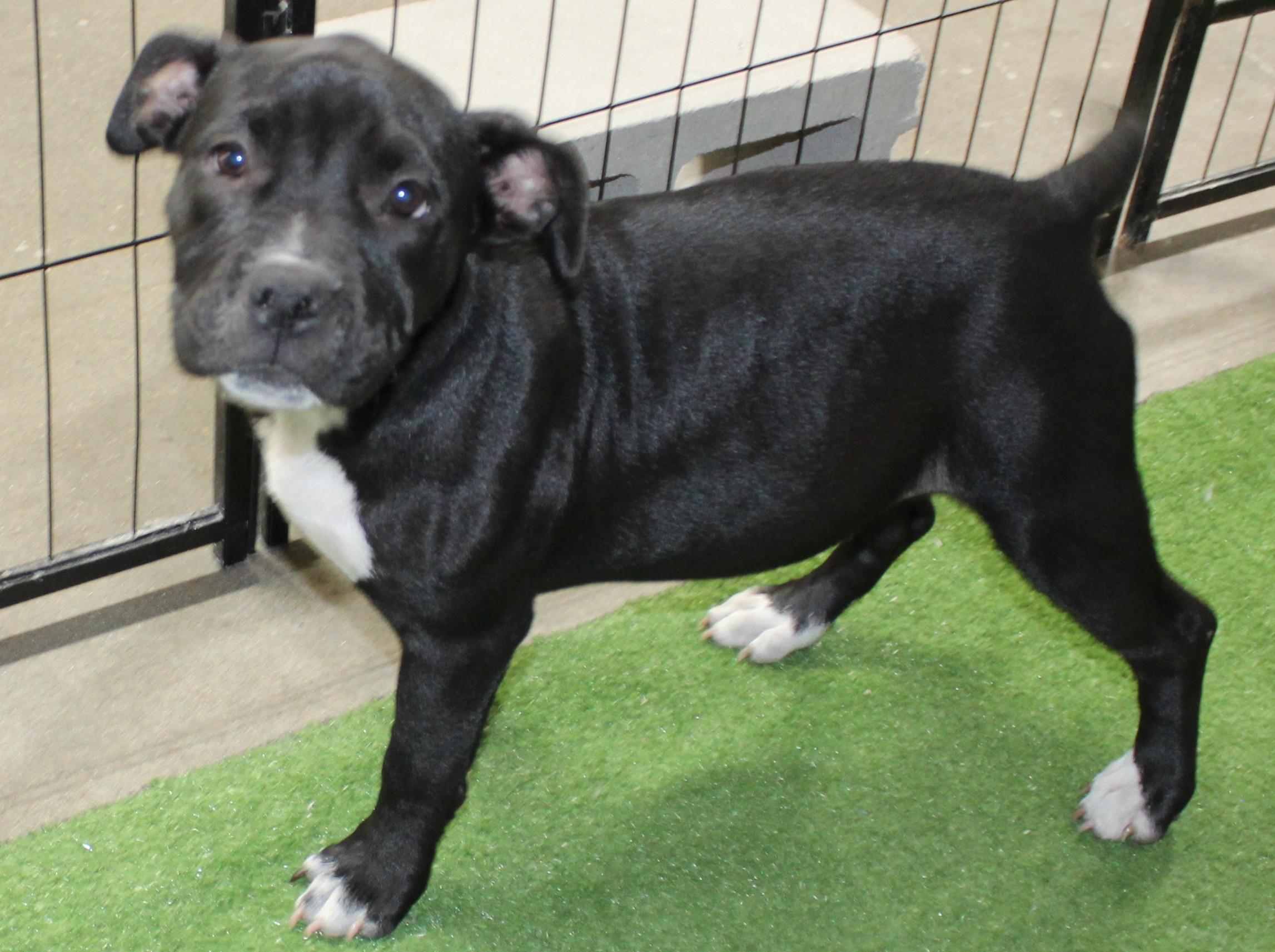 Enlarge Rasta, a Adopted Pit Bull Terrier in Huron, SD image 3/4