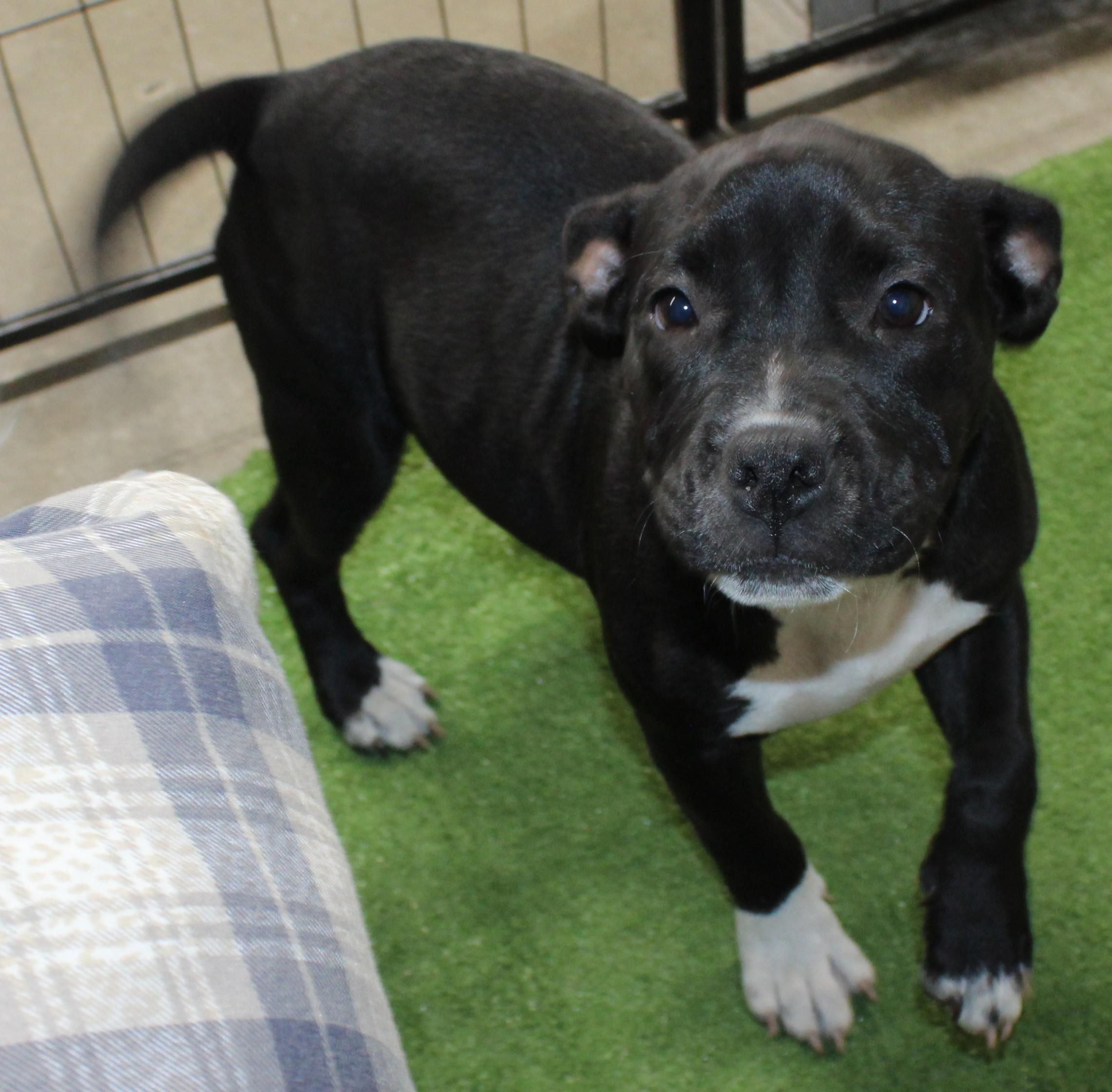 Enlarge Rasta, a Adopted Pit Bull Terrier in Huron, SD image 1/4