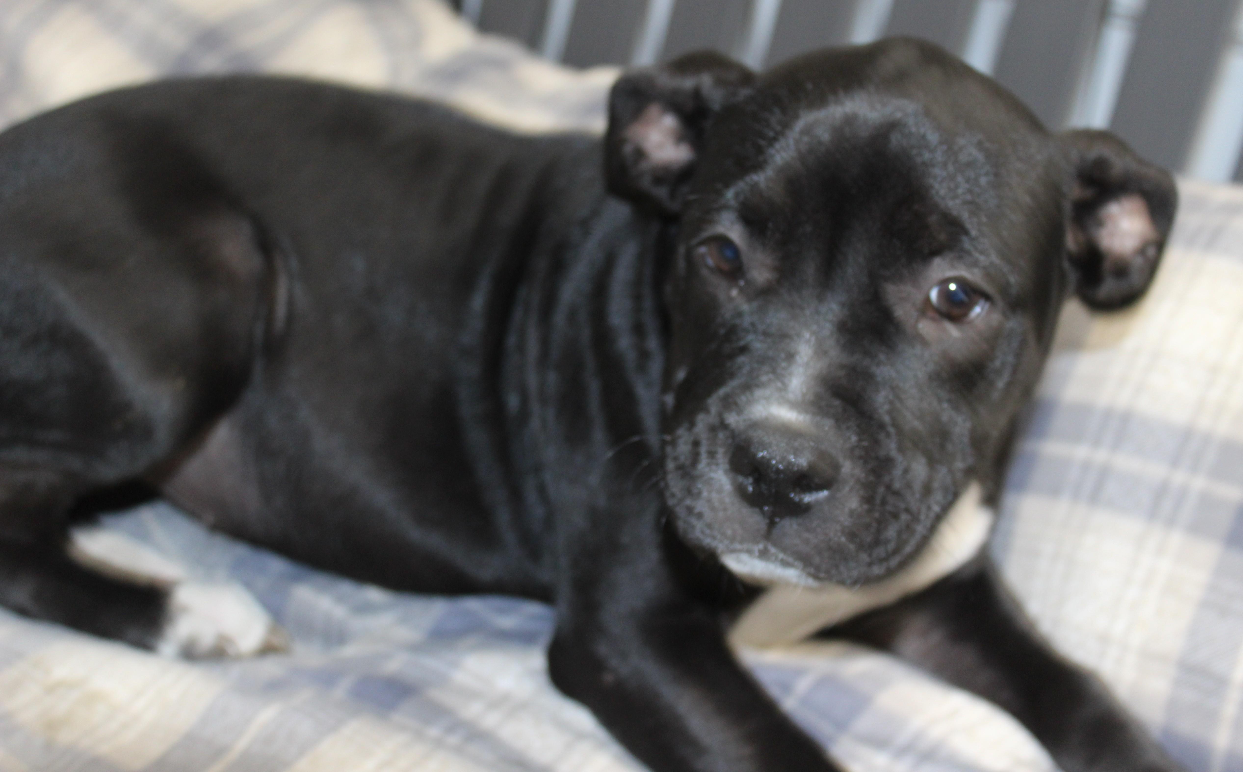 Enlarge Rasta, a Adopted Pit Bull Terrier in Huron, SD image 2/4