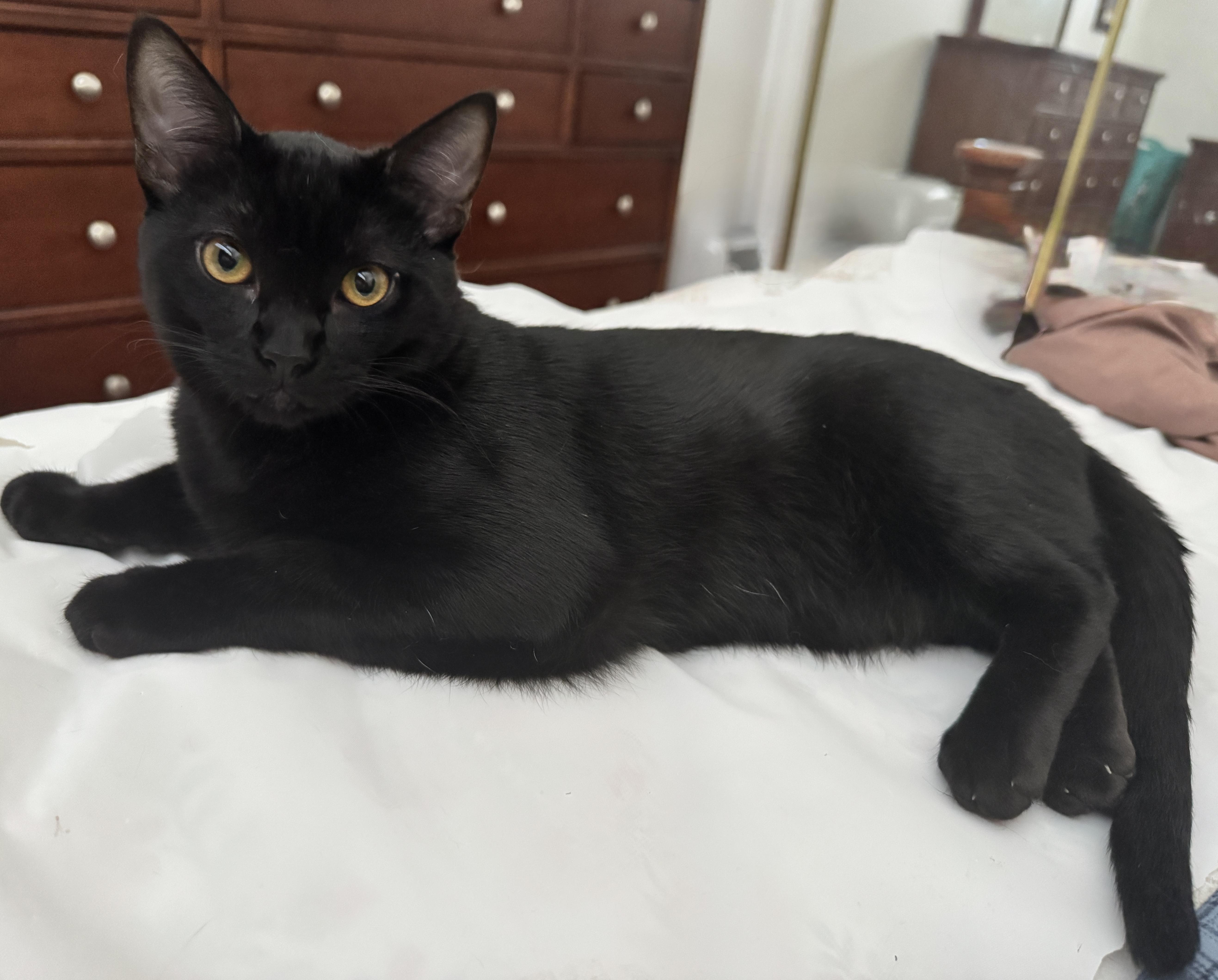 Enlarge Storm and Shiloh, a ADOPTABLE mixed breed in Laguna Beach, CA image 3/3