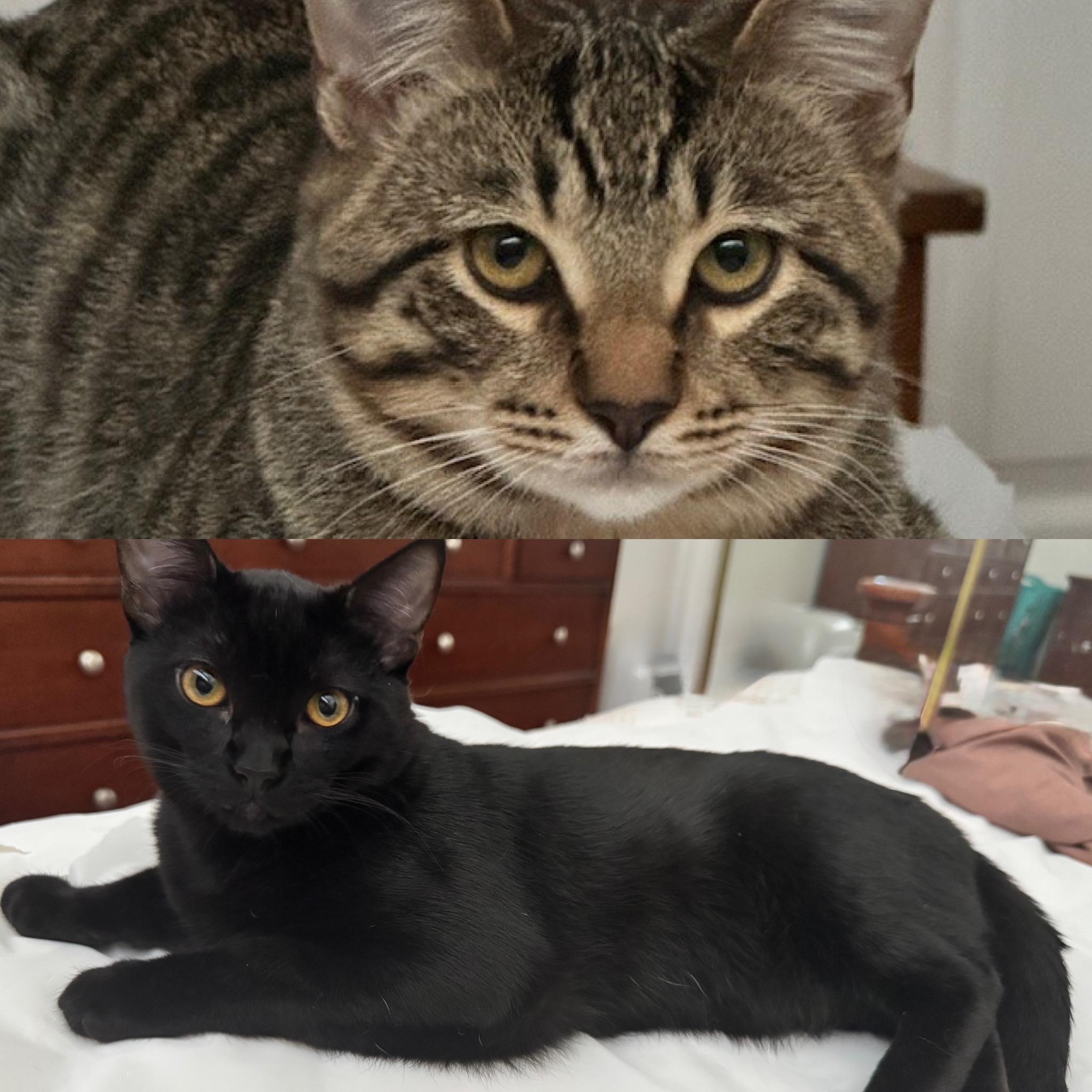 Storm and Shiloh, ADOPTABLE, Young Male American Shorthair.